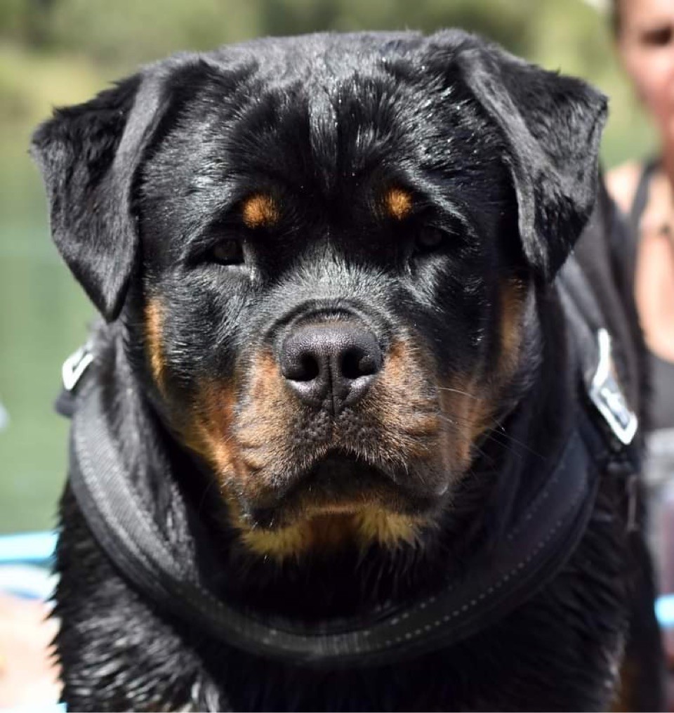 S'hippie Des Flammes De La Nuit