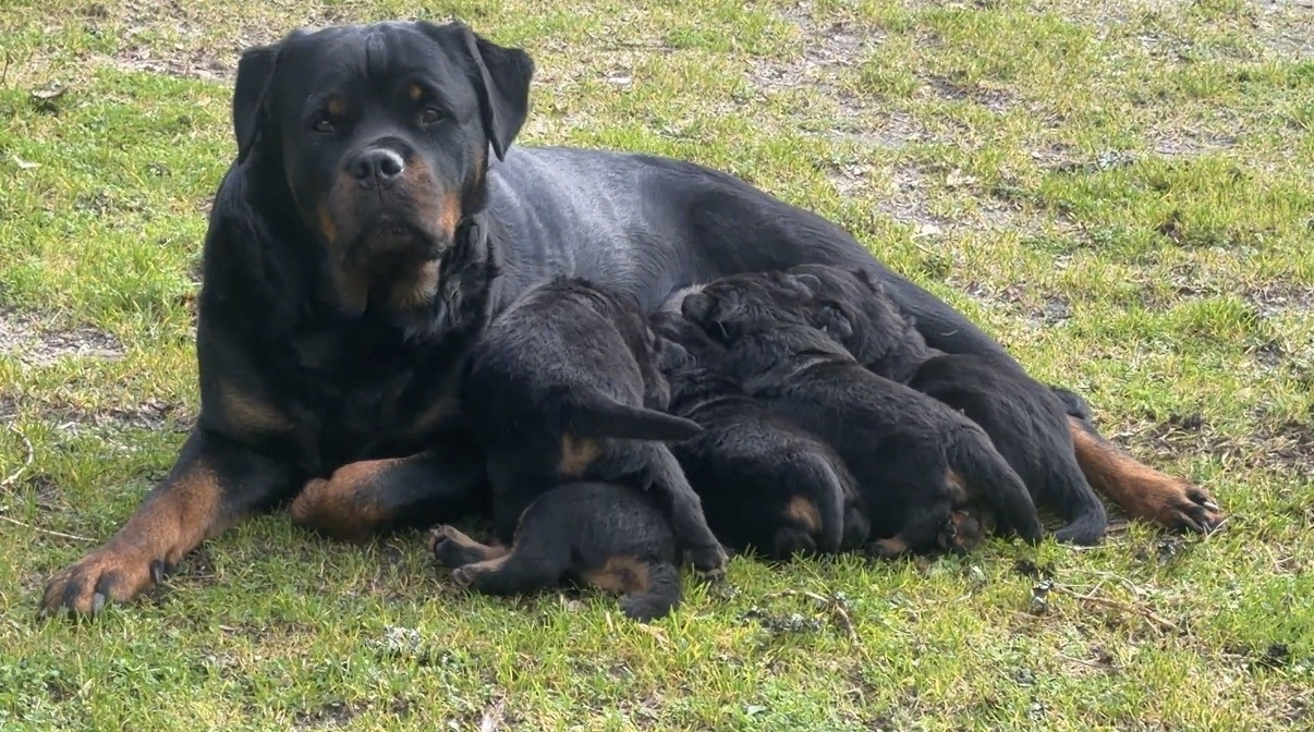 Chiot Rottweiler Du Clos De La Citadelle