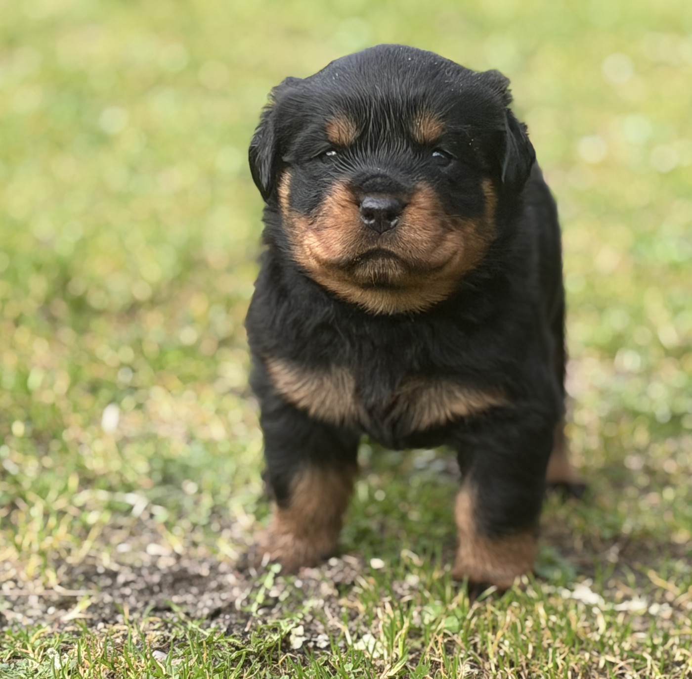 Du Clos De La Citadelle - Chiots disponibles - Rottweiler