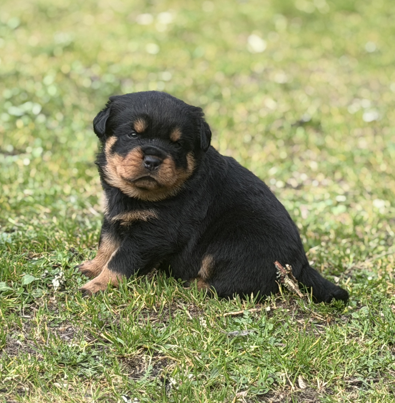 Du Clos De La Citadelle - Chiots disponibles - Rottweiler